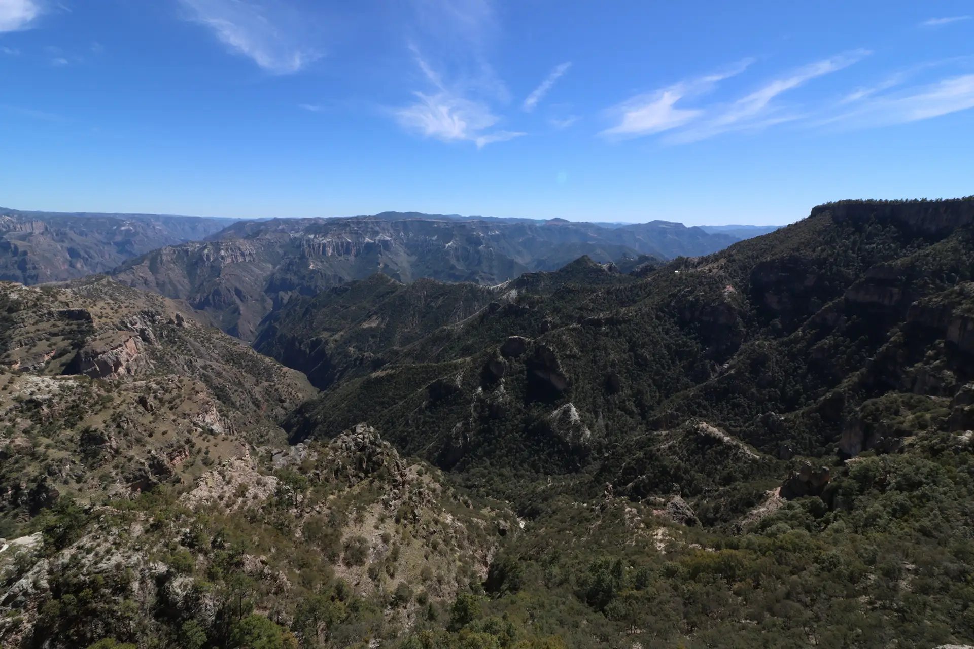 SIPMX Sistema de Información de Plantas Vasculares de México